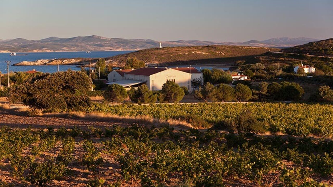 Par7656445 TO GO WITH AFP STORY BY PHILIPPE ALFROY
A view of a vineyard near the Tamay Wine House on the island of Bozcaada in Turkey on September 4 ,2013. Off the coast from the mythical city of Troy, the Turkish island of Bozcaada has an ancient tradition of wine making that is both a source of cultural pride and important for local tourism. However many people on the wine-producing island feel their culture is now threatened by the conservative AKP ruling party's new legislation on alcohol which amongst other meas
